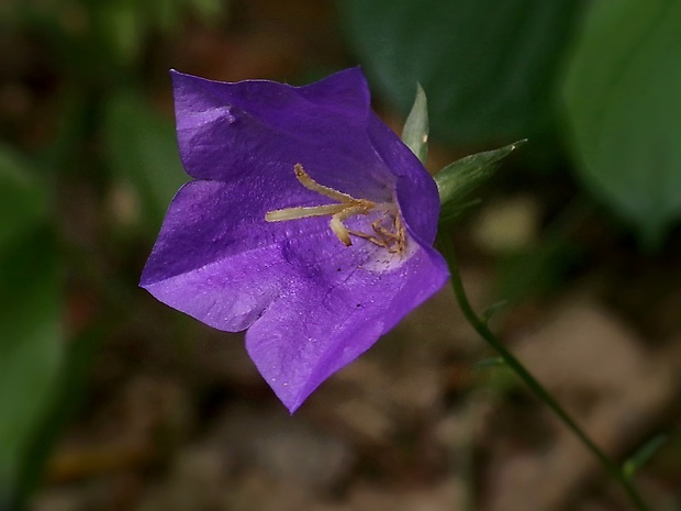 zvonček broskyňolistý Campanula persicifolia L.