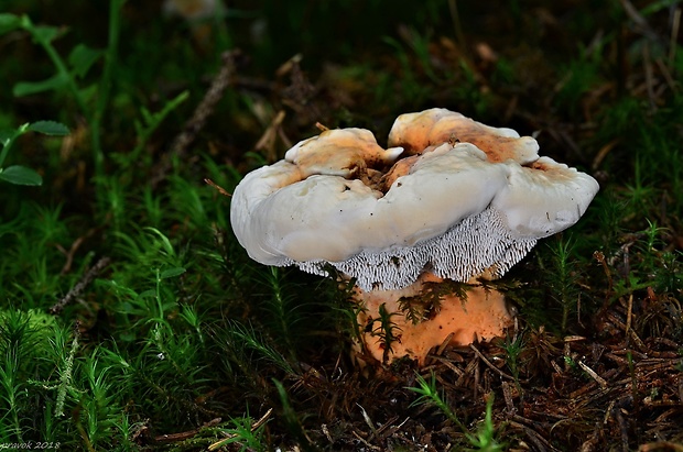 jelenkovka oranžová Hydnellum floriforme (Schaeff.) Banker