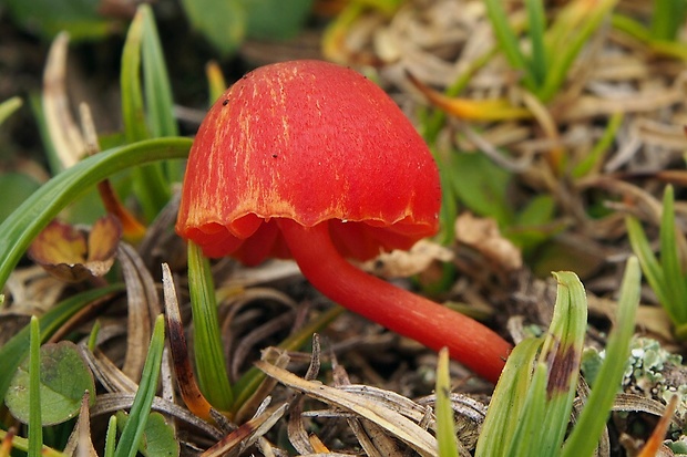 lúčnica Hygrocybe alpina Fuljer, Zajac, Boertm. & Kautman.