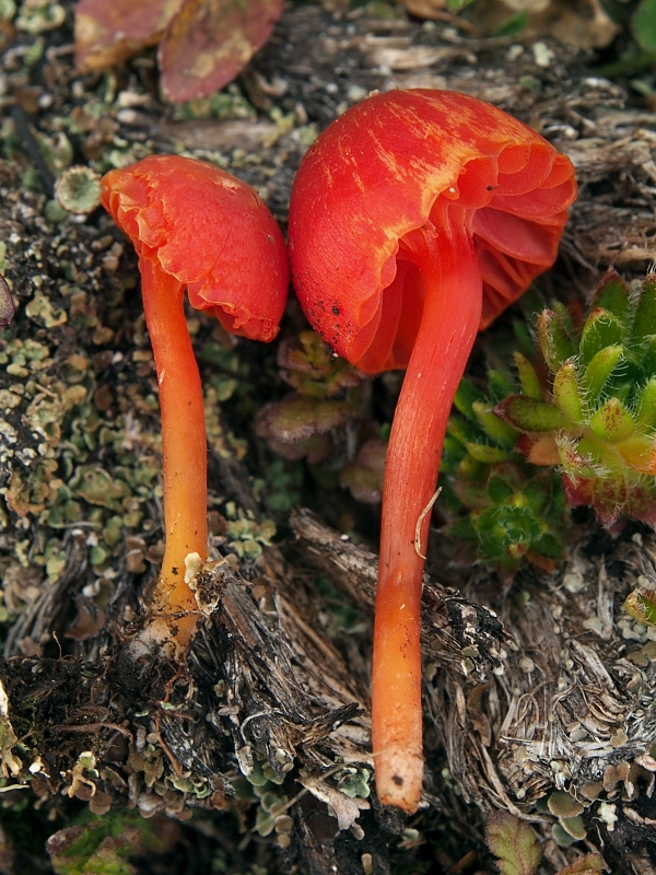 lúčnica Hygrocybe alpina Fuljer, Zajac, Boertm. & Kautman.