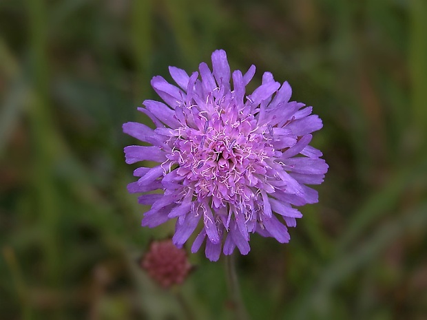 chrastavec roľný Knautia arvensis (L.) Coult.