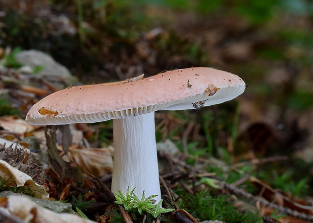 plávka Russula sp.