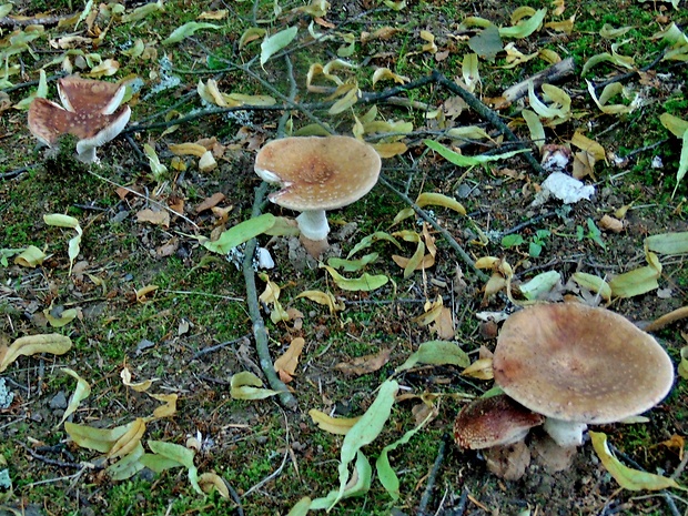 muchotrávka červenkastá Amanita rubescens Pers.