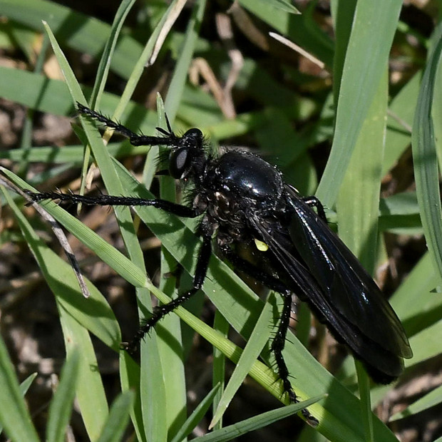 muchárka Dasypogon diadema (Fabricius, 1781)