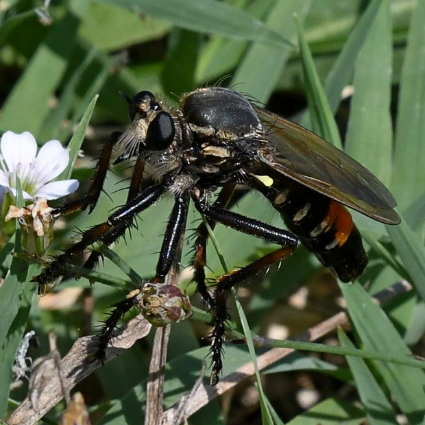 muchárka  Dasypogon diadema (Fabricius, 1781)