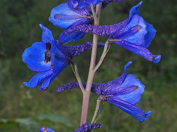 stračonôžka vysoká Delphinium elatum L.