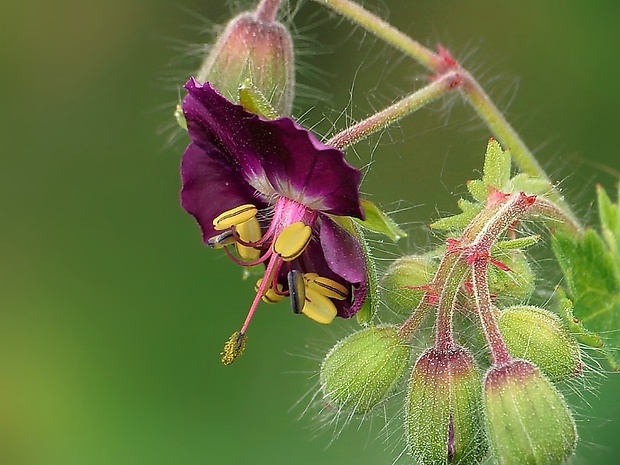 pakost hnedočervený Geranium phaeum L.