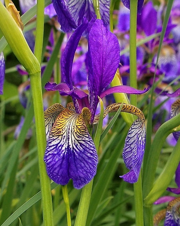 kosatec sibírsky Iris sibirica L.