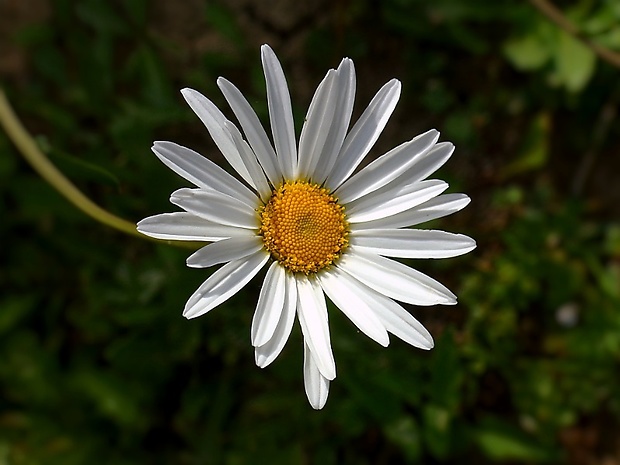 margaréta biela Leucanthemum vulgare Lam.