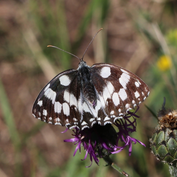 očkáň timotejkový Melanargia galathea