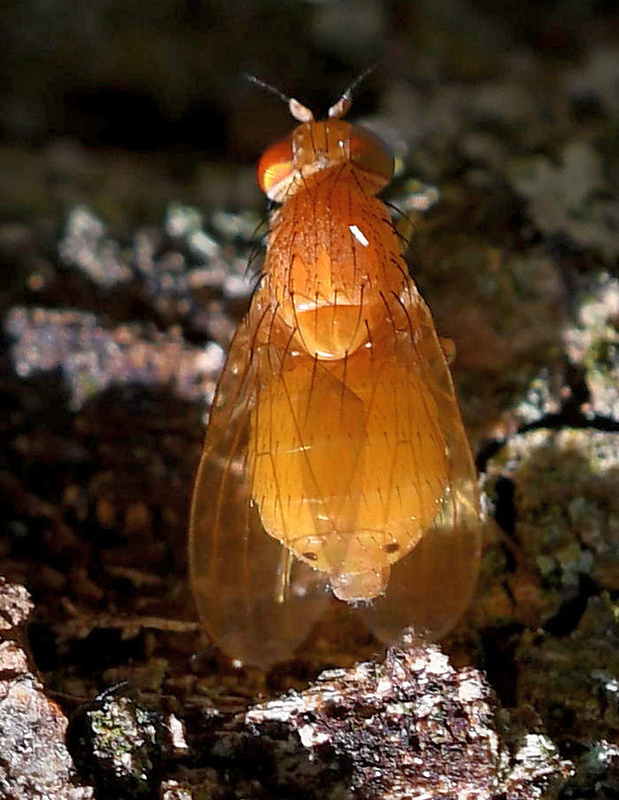 tieňovka Sapromyzosoma bipunctata Say, 1829