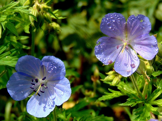 pakost lúčny Geranium pratense L.