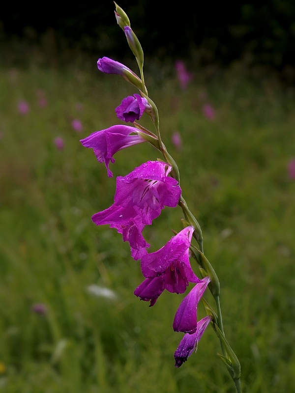 mečík škridlicovitý Gladiolus imbricatus L.