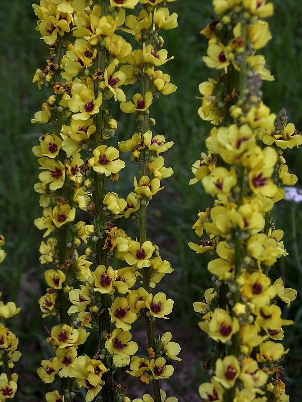 divozel čierny Verbascum nigrum L.