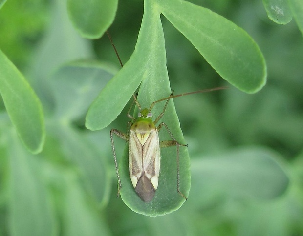 bzdôška lucernová / klopuška světlá Adelphocoris lineolatus Goeze, 1778