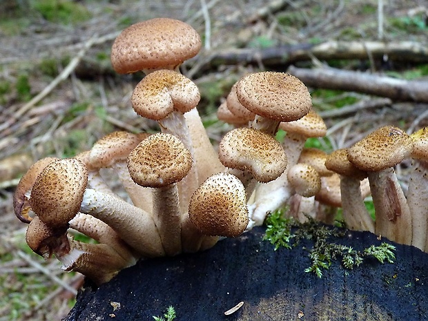 podpňovka tmavá Armillaria ostoyae (Romagn.) Herink