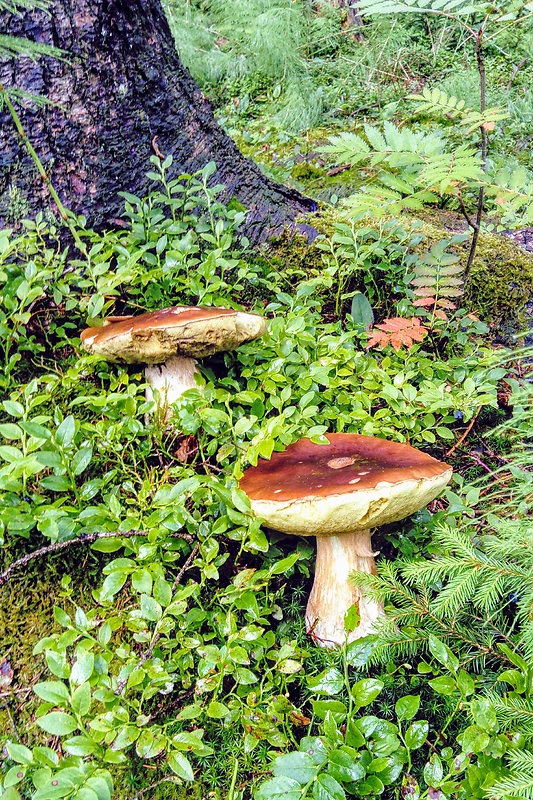 hríb smrekový  Boletus edulis var. clavipes