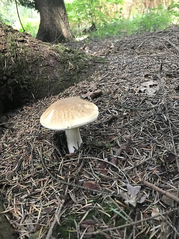 hríb smrekový Boletus edulis Bull.