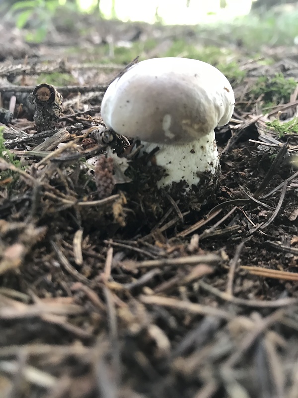 hríb smrekový Boletus edulis Bull.