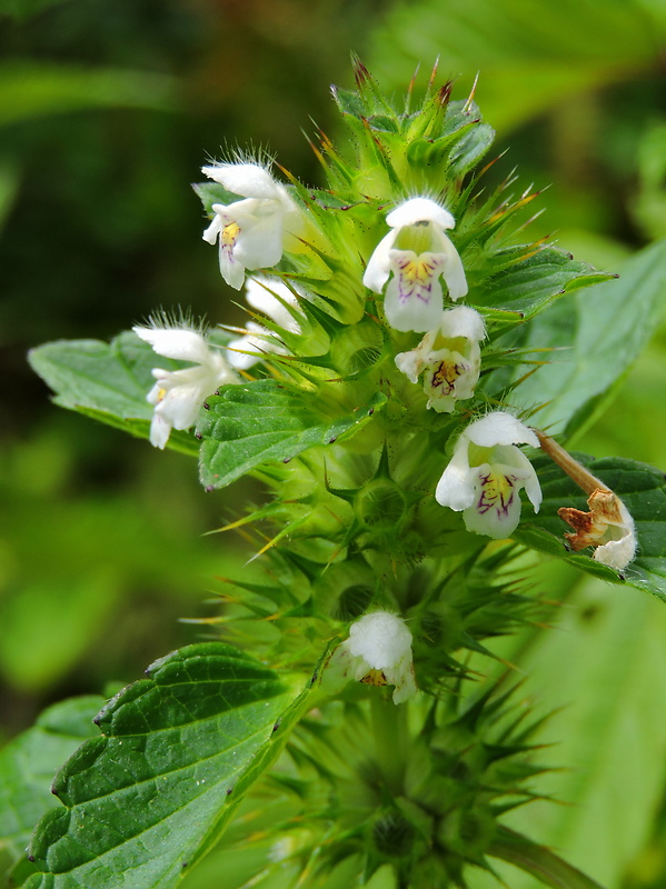 konopnica napuchnutá Galeopsis tetrahit L.