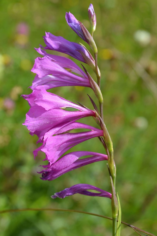 mečík škridlicovitý Gladiolus imbricatus L.