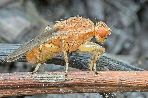 fúzavka, samec. Suillia gigantea