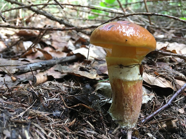 masliak smrekovcový Suillus grevillei (Klotzsch) Singer