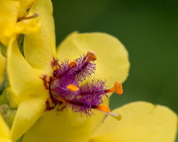 divozel čierny Verbascum nigrum L.