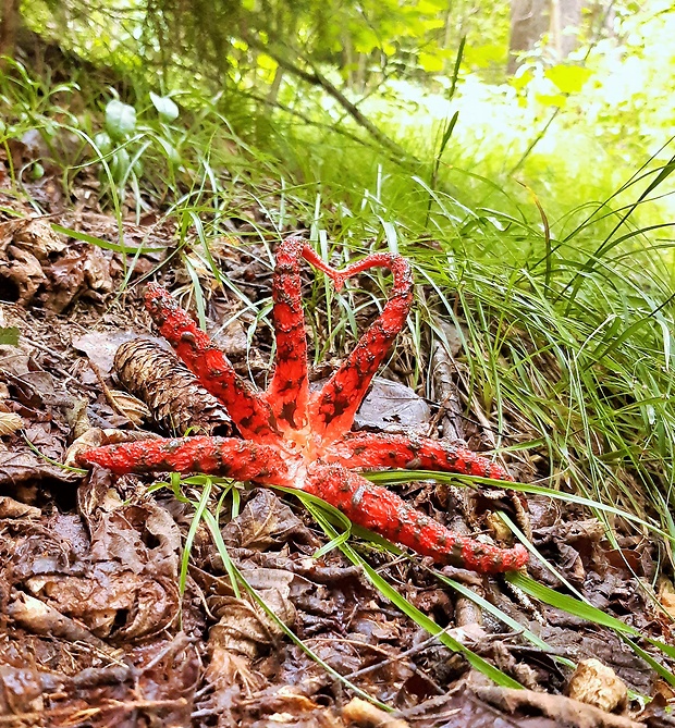 mrežovka kvetovitá Clathrus archeri (Berk.) Dring