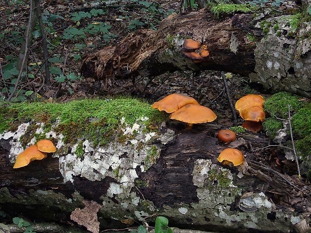 šupinovec Gymnopilus sp.