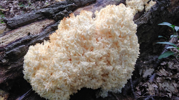 koralovec bukový Hericium coralloides (Scop.) Pers.