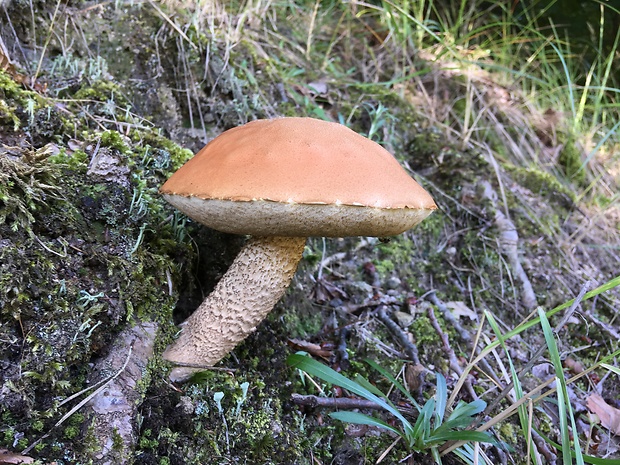 kozák osikový Leccinum albostipitatum den Bakker & Noordel.