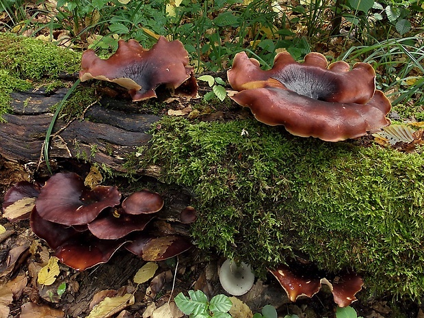 trúdnik tmavohlúbikový Royoporus badius (Pers.) A.B. De