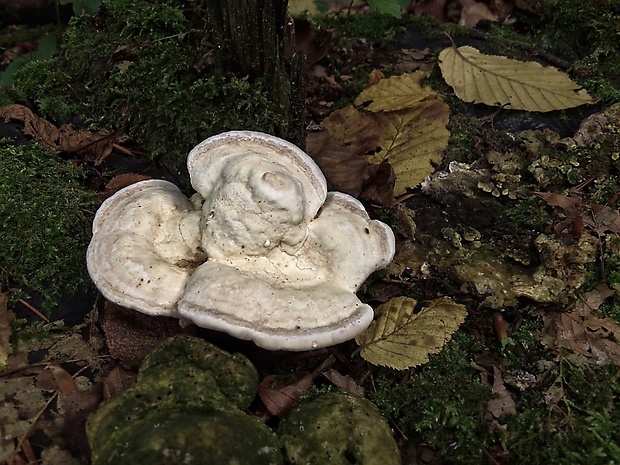 trúdnikovec hrbatý Trametes gibbosa (Pers.) Fr.