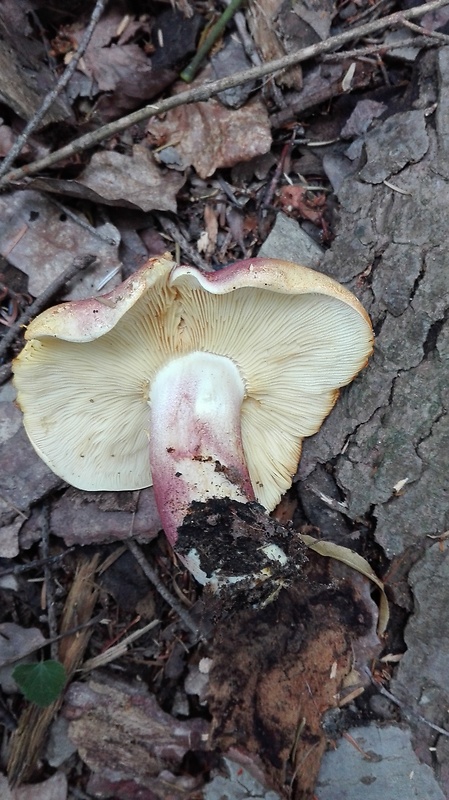 čírovec červenožltý Tricholomopsis rutilans (Schaeff.) Singer