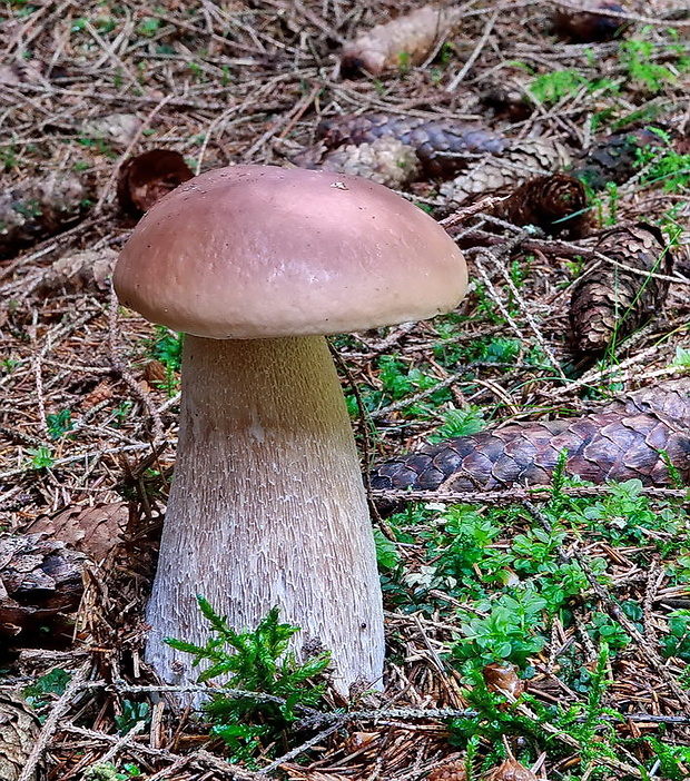 hríb smrekový Boletus edulis Bull.