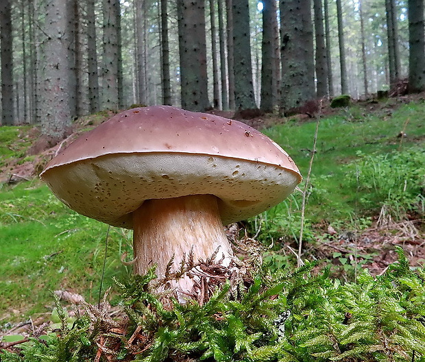 hríb smrekový Boletus edulis Bull.