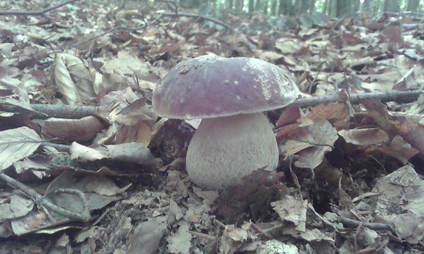 hríb smrekový Boletus edulis Bull.