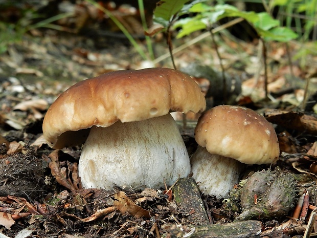 hríb smrekový Boletus edulis Bull.