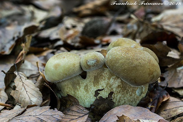 hríb dubový Boletus reticulatus Schaeff.