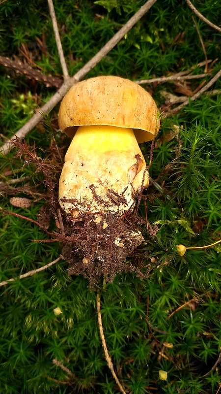 hríb horský Butyriboletus subappendiculatus (Dermek, Lazebn. & J. Veselský) D. Arora & J.L. Frank