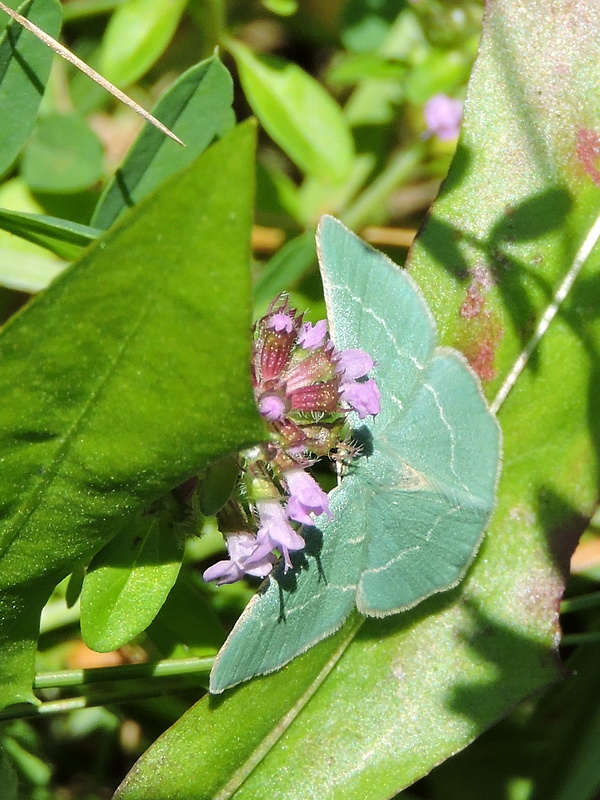 piadivka vresovisková  Chlorissa viridata