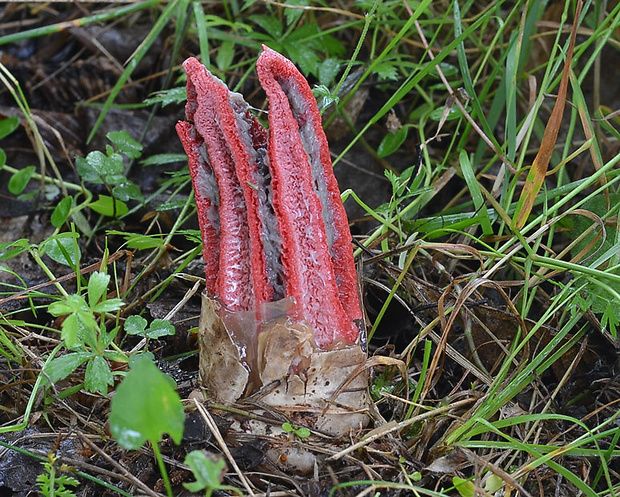 mrežovka kvetovitá Clathrus archeri (Berk.) Dring