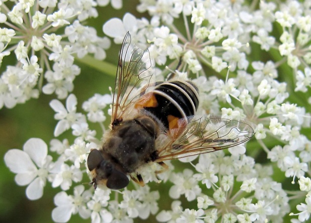 trúdovka bielofúza Eristalis arbustorum Linnaeus, 1758