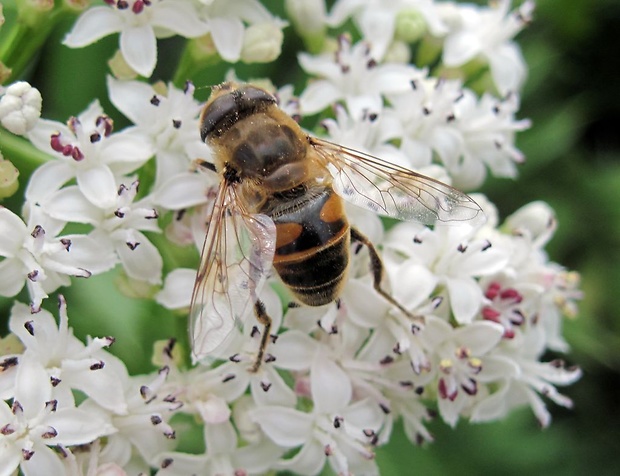 trúdovka  obyčajná Eristalis tenax Linnaeus, 1758