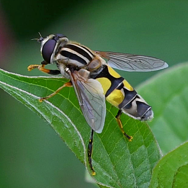 trúdovka červenonosá Helophilus trivittatus (Fabricius, 1805)