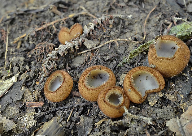 humária polguľovitá Humaria hemisphaerica (F.H. Wigg.) Fuckel