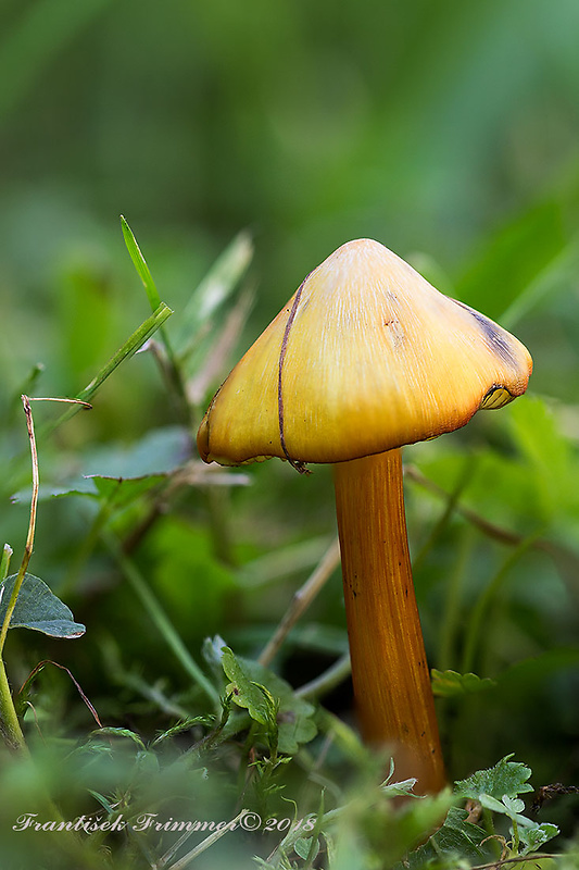 lúčnica kužeľovitá Hygrocybe conica (Schaeff.) P. Kumm.