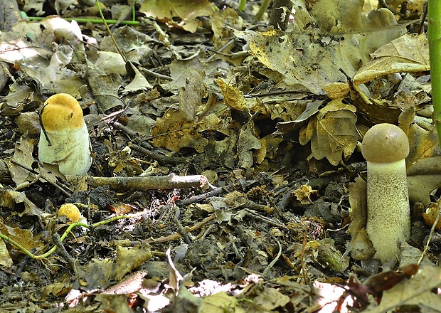 kozák topoľový+osikový Leccinum duriusculum (Schulzer ex Kalchbr.) Singer