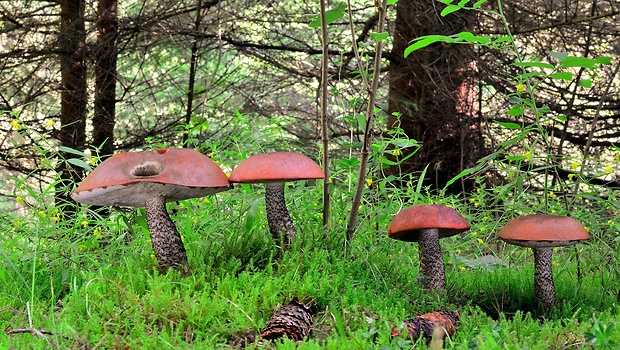 kozák smrekový Leccinum piceinum Pilát & Dermek